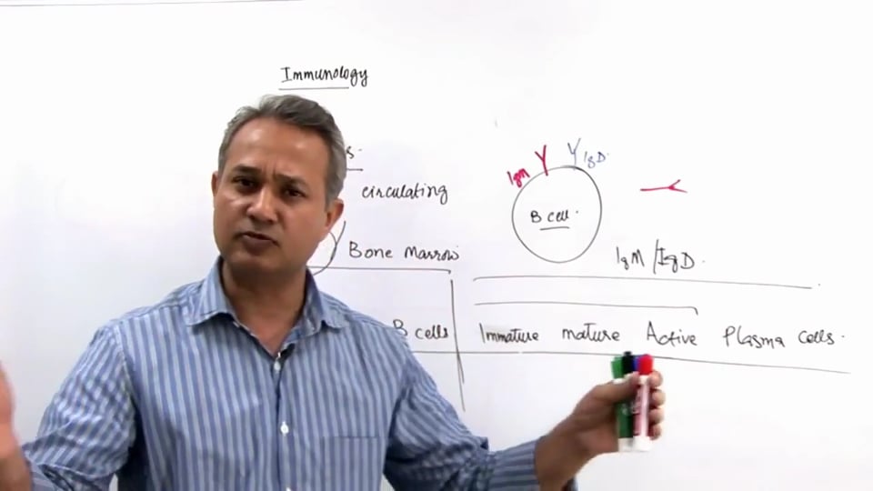 B Cell Functions (part 1)
