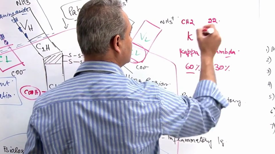 B Cell Functions (part 4)