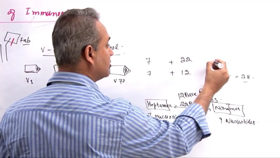 B Cell Functions (part 6)