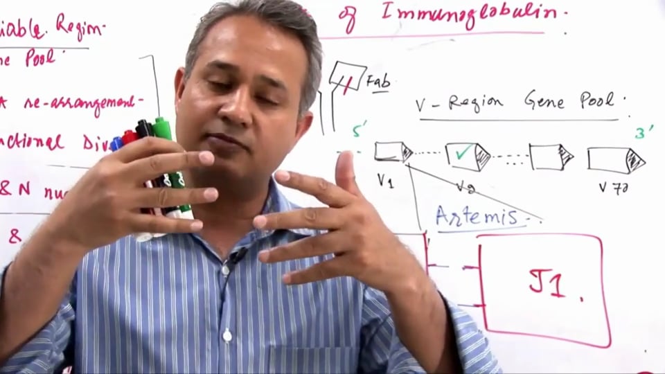 B Cell Functions (part 7)