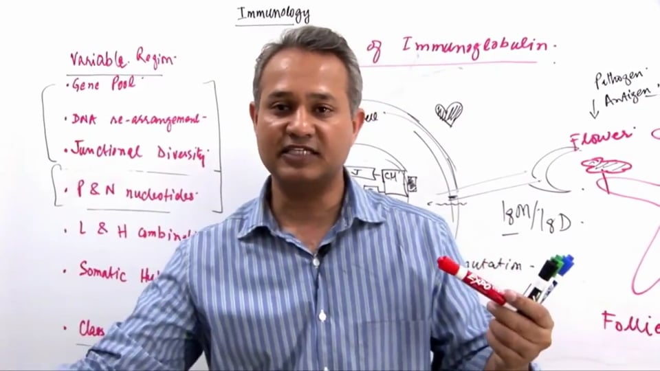 B Cell Functions (part 8)