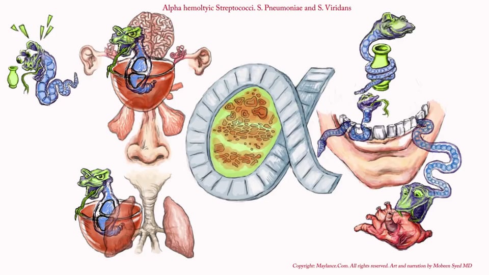 Alpha Hemolytic Streptococci