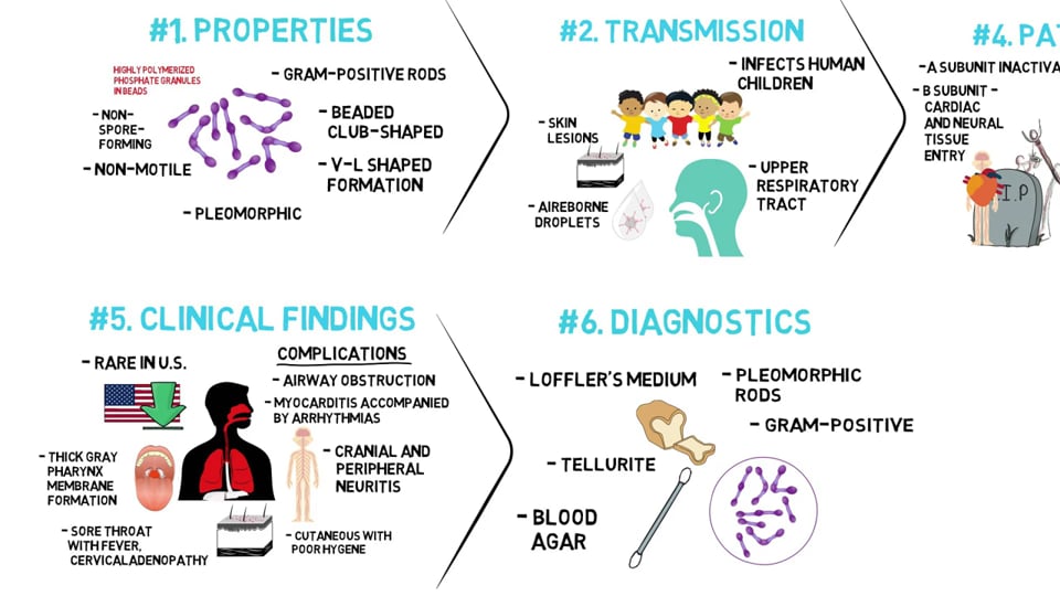 Corynebacterium Diptheriae 