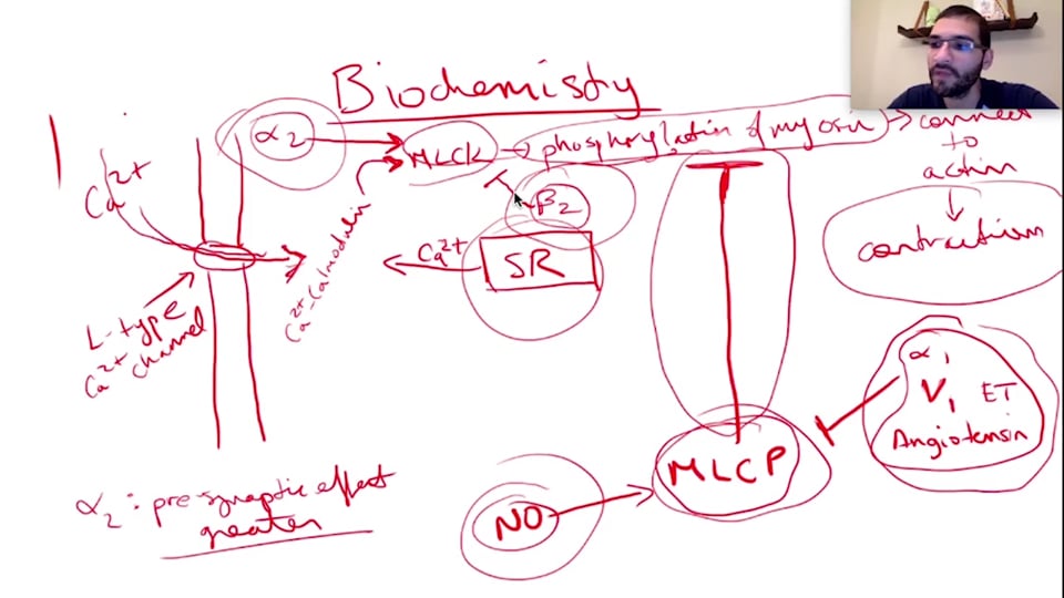 Cardiac Drugs: Inotropes, Vasopressors, and Vasodilators Part 2