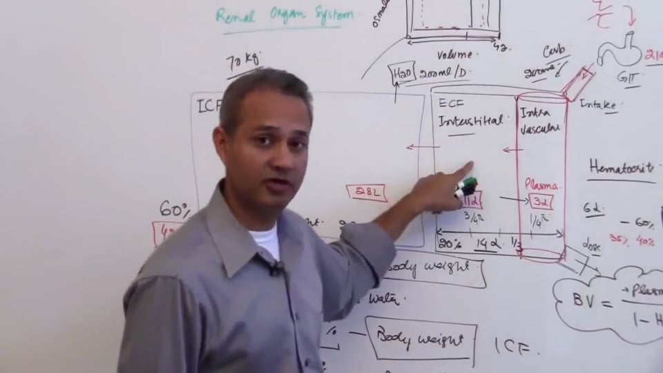 First Session-Renal Physiology: (part 5)