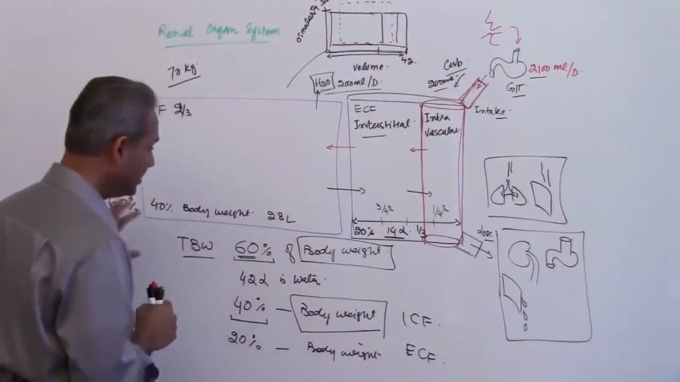 First Session-Renal Physiology: (part 4)