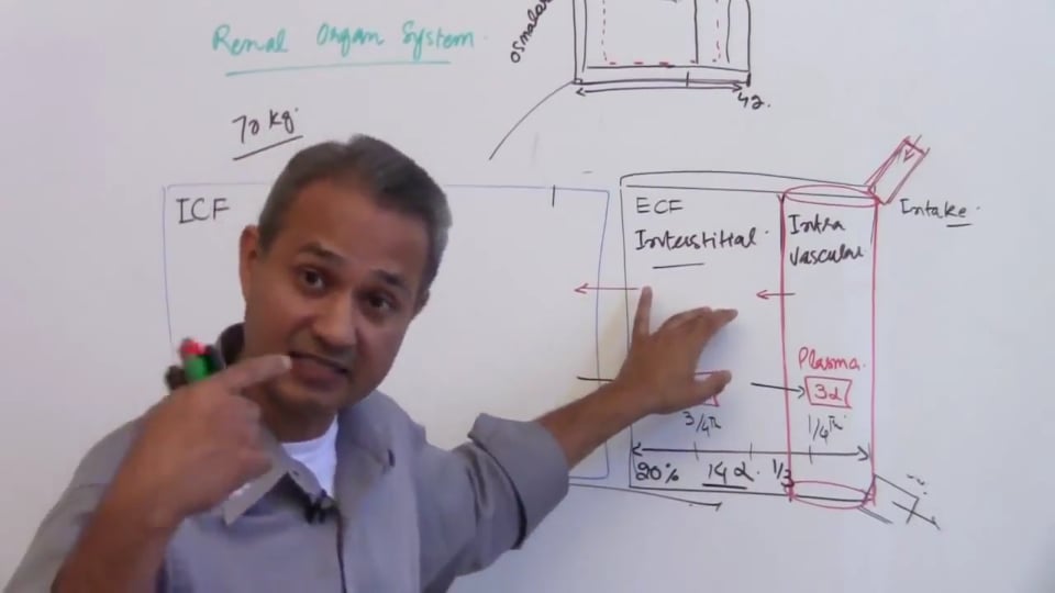 Second Session-Renal Physiology: (part 1)