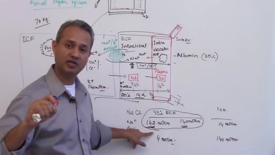 Second Session-Renal Physiology: (part 2)