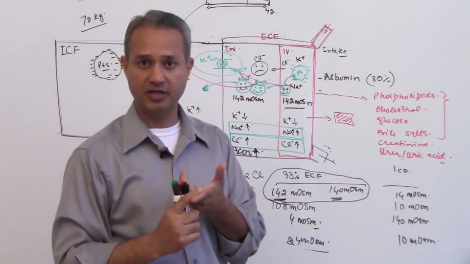 Second Session-Renal Physiology: (part 4)