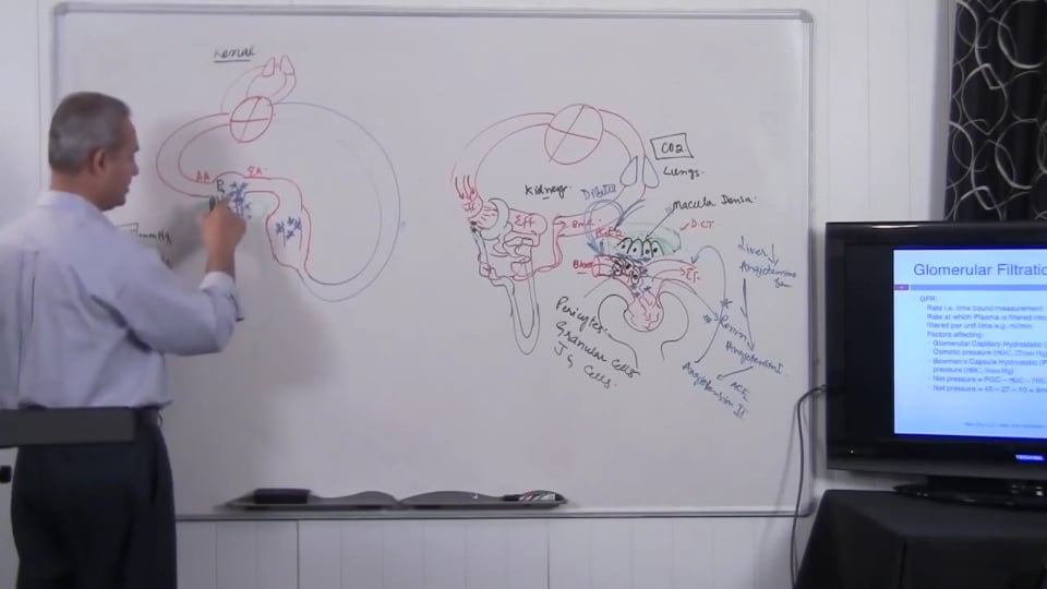Fundamental of Renal System Lecture 2 Part 4/6