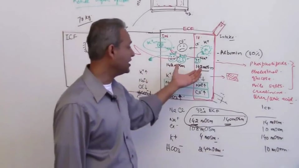 Third Session-Renal Physiology: (part 1)