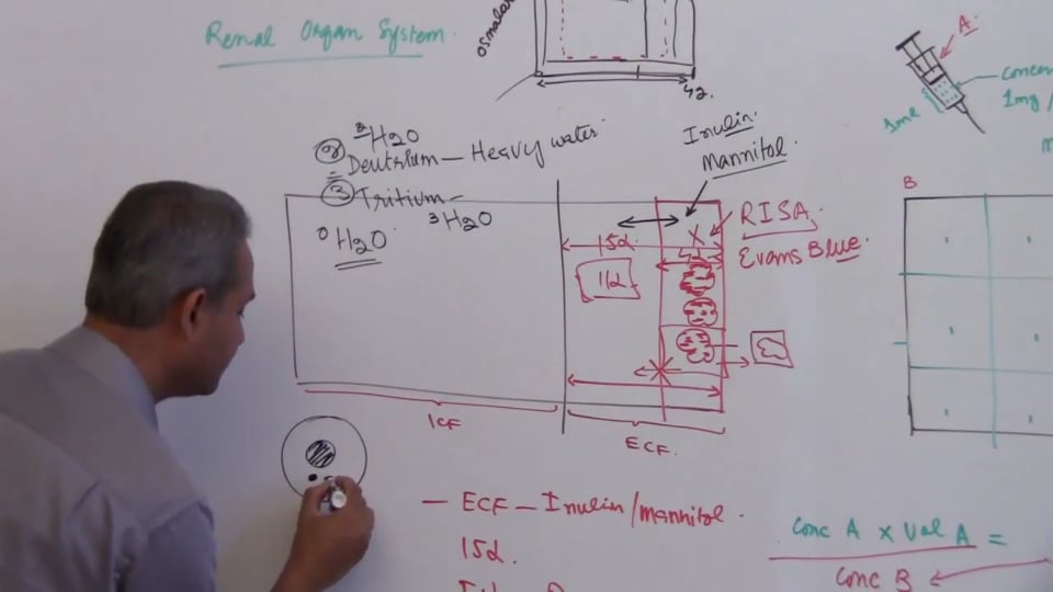 Third Session-Renal Physiology: (part 2)