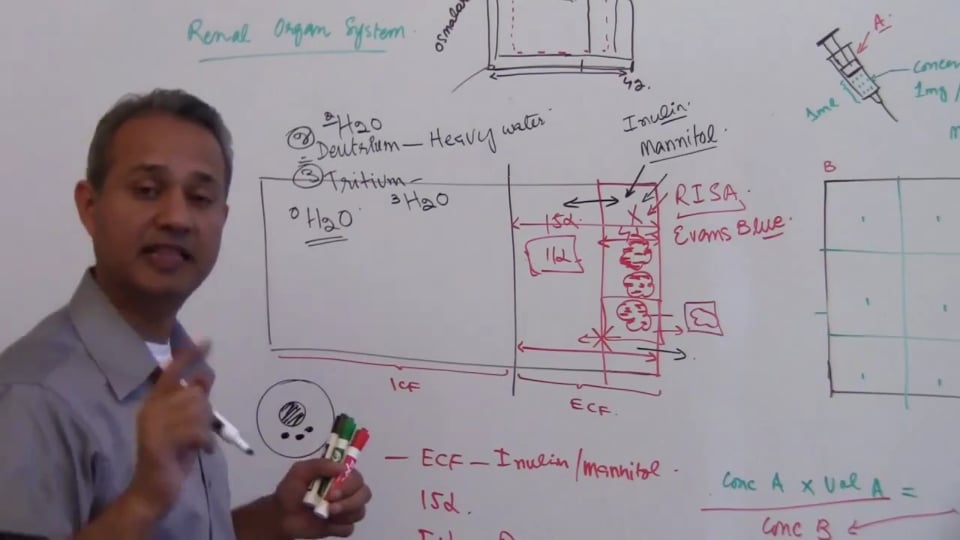 Third Session-Renal Physiology: (part 3)