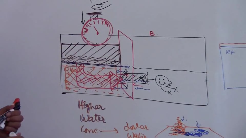 Fourth Session-Renal Physiology: (part 2)