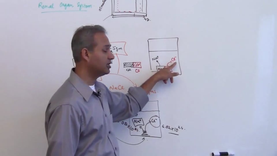 Fourth Session-Renal Physiology: (part 3)