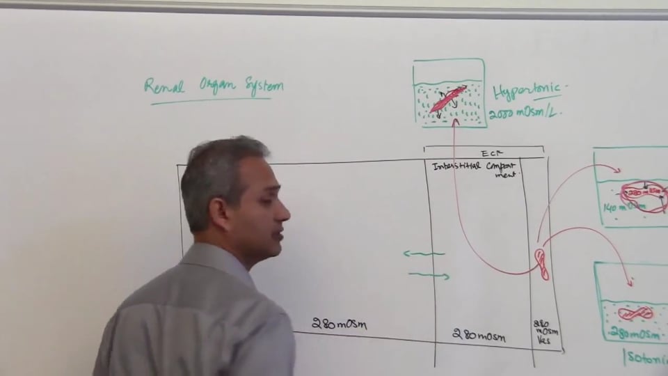 Fifth Session-Renal Physiology: (part 4)