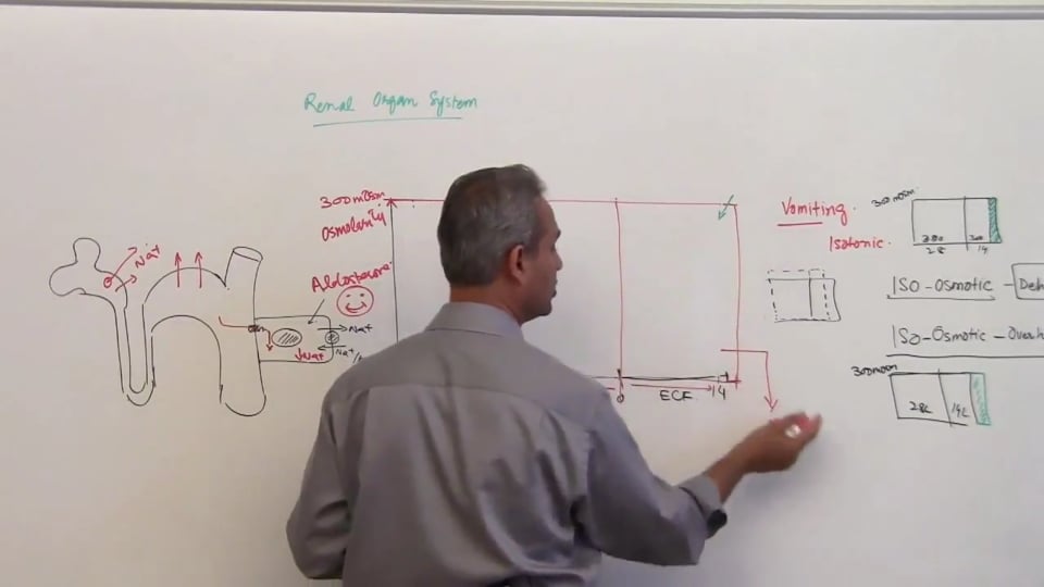 Fifth Session-Renal Physiology: (part 6)