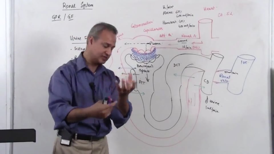 Renal System Fundamentals: Glomerular Filtration Rate (GFR) (part 2)