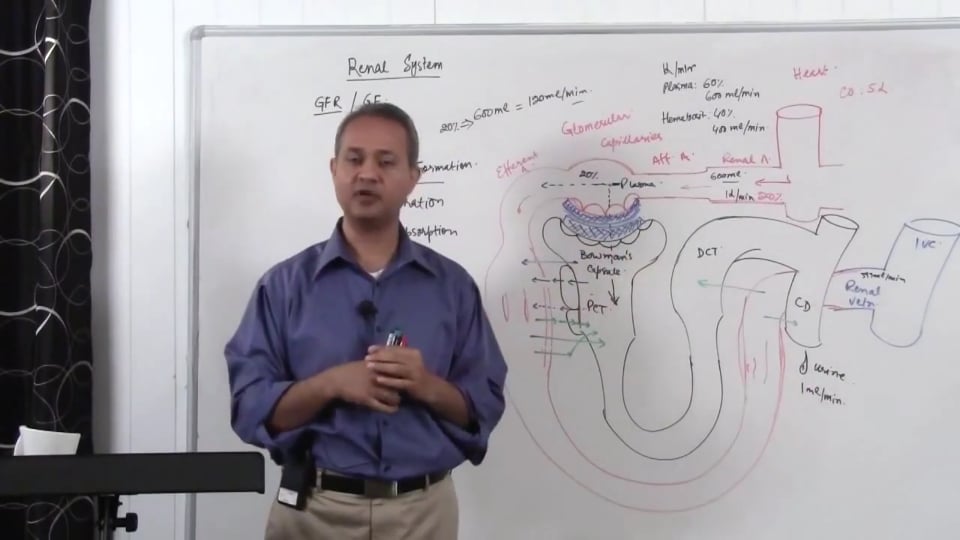 Renal System Fundamentals: Glomerular Filtration Rate (GFR) (part 3)