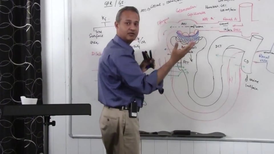 Renal System Fundamentals: Glomerular Filtration Rate (GFR) (part 4)