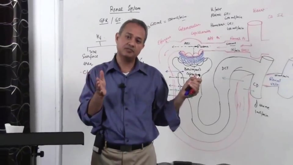 Renal System Fundamentals: Glomerular Filtration Rate (GFR) (part 5)