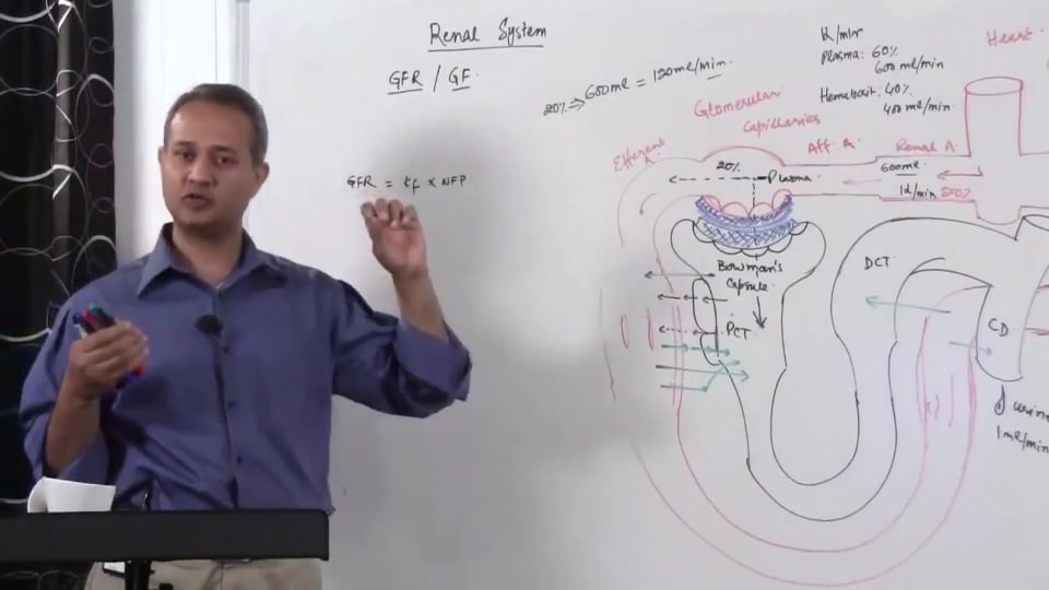 Renal System Fundamentals: Glomerular Filtration Rate (GFR) (part 6)