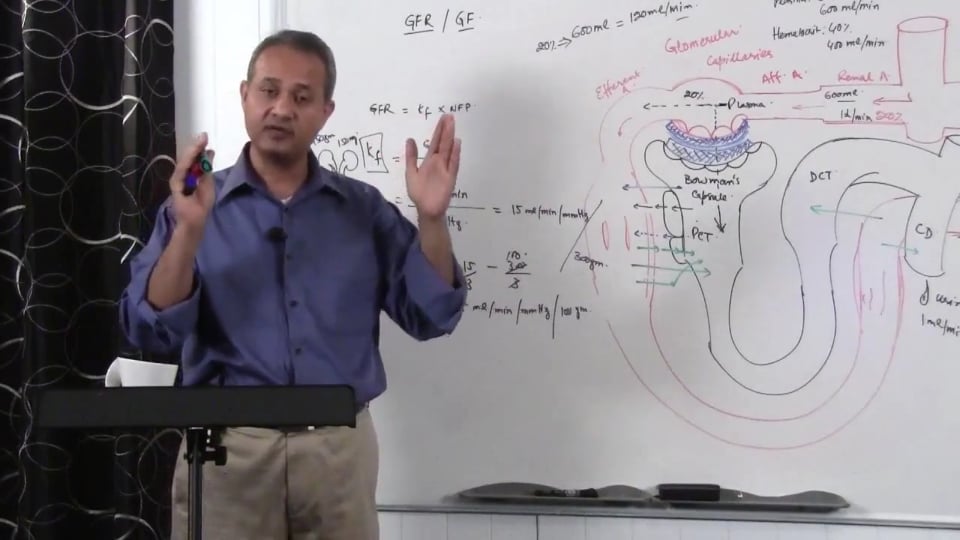 Renal System Fundamentals: Glomerular Filtration Rate (GFR) (part 7)