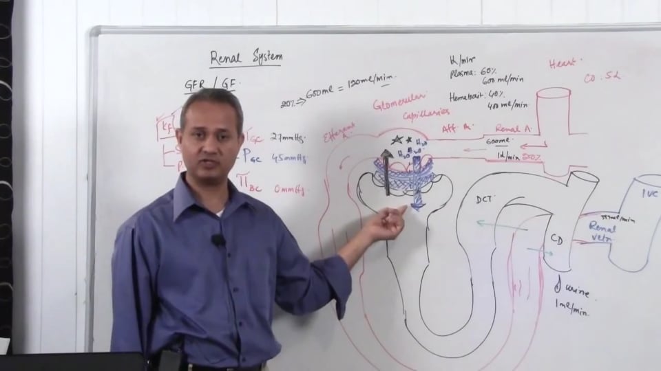 Renal System Fundamentals: Glomerular Filtration Rate (GFR) (part 8)