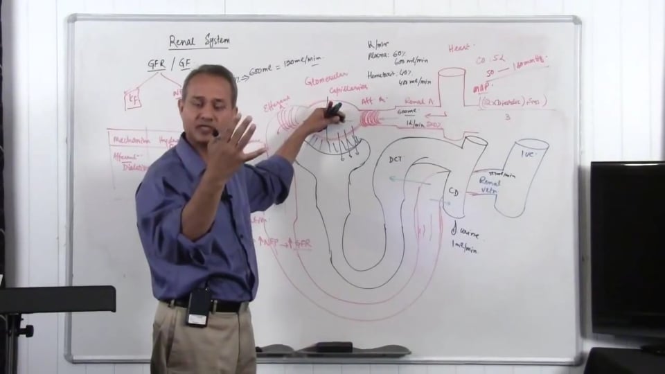 Renal System Fundamentals: Glomerular Filtration Rate (GFR) (part 9)