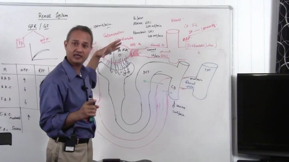 Renal System Fundamentals: Glomerular Filtration Rate (GFR) (part 10)