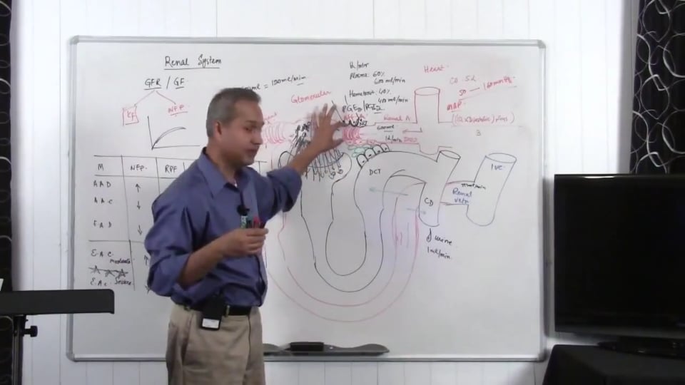 Renal System Fundamentals: Glomerular Filtration Rate (GFR) (part 11)