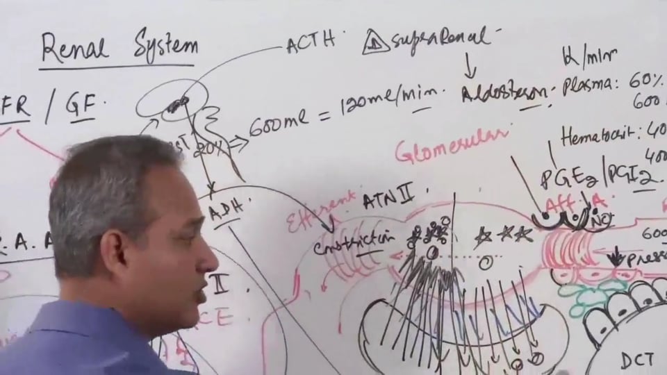 Renal System Fundamentals: Glomerular Filtration Rate (GFR) (part 13)