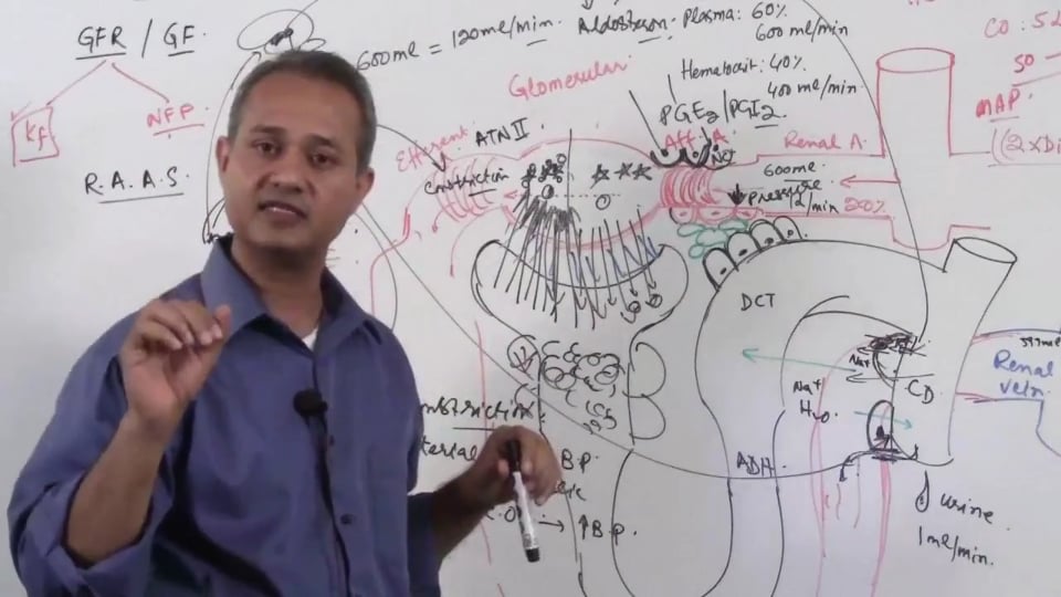 Renal System Fundamentals: Glomerular Filtration Rate (GFR) (part 14)