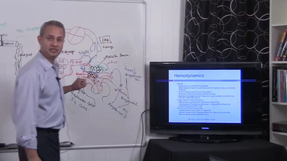 Second Session Renal System Fundamentals: (part 2)