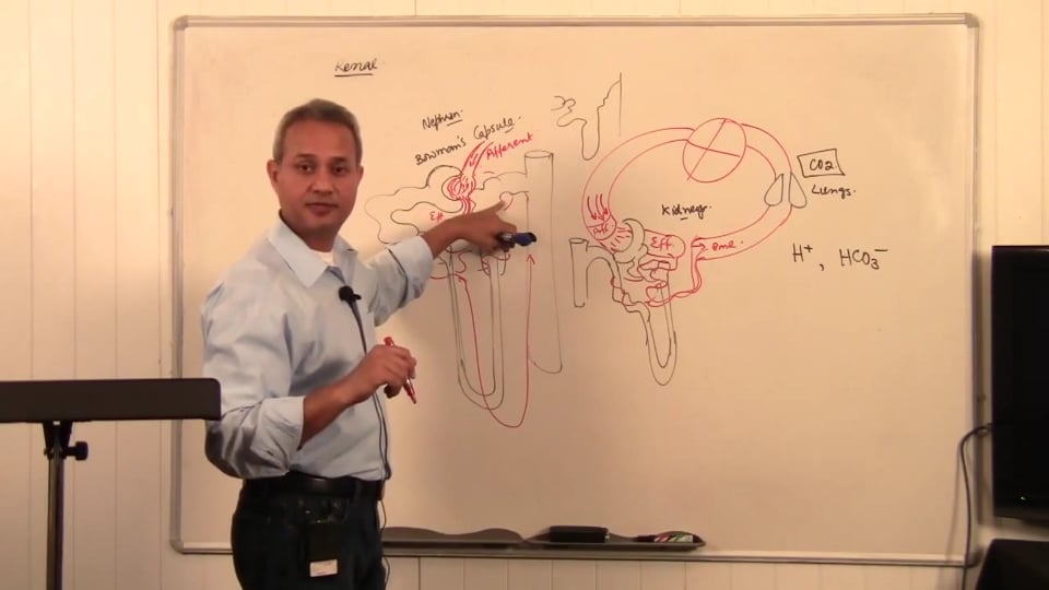 Third Session Renal System Fundamentals: (part 3)