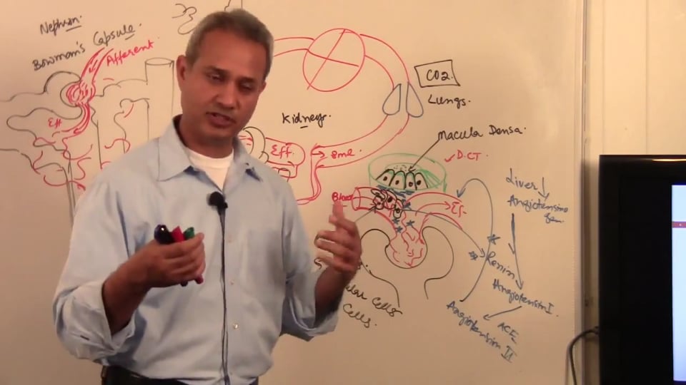 Third Session Renal System Fundamentals: (part 4)