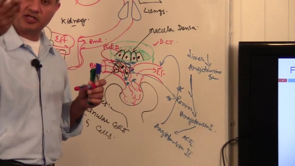 Third Session Renal System Fundamentals: (part 5)