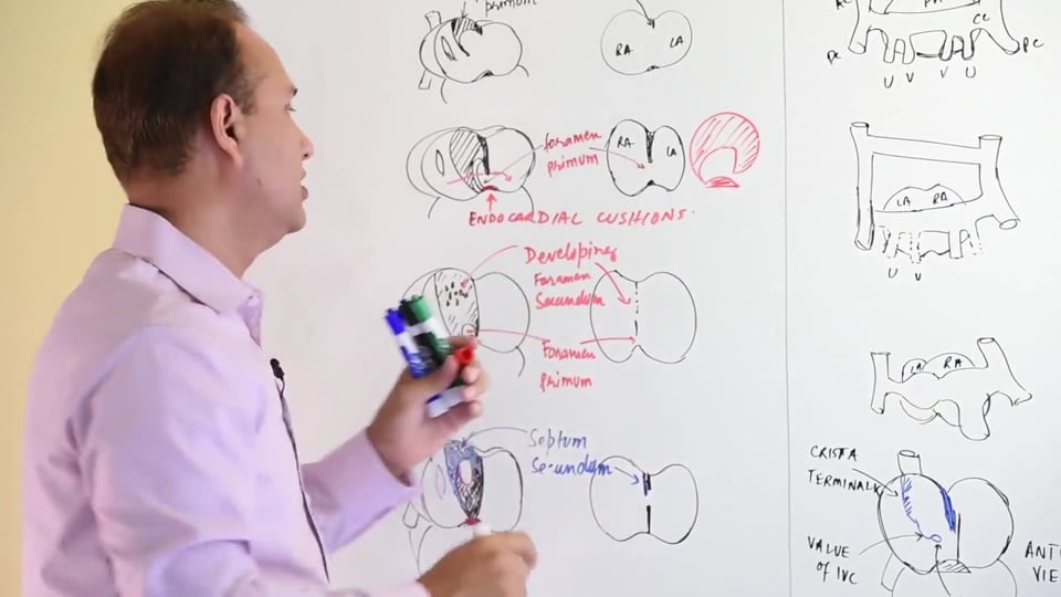 Atrial Development