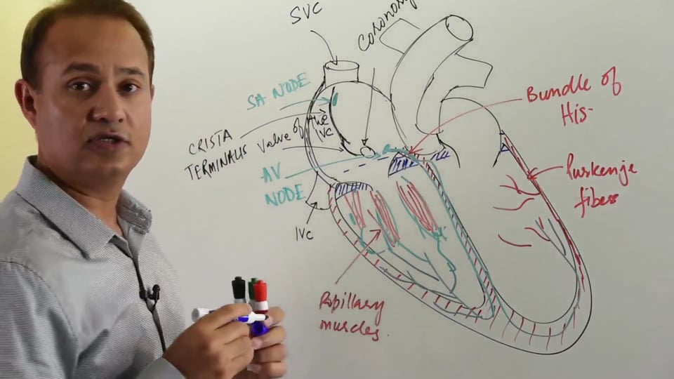 Development of the Conduction System of the Heart