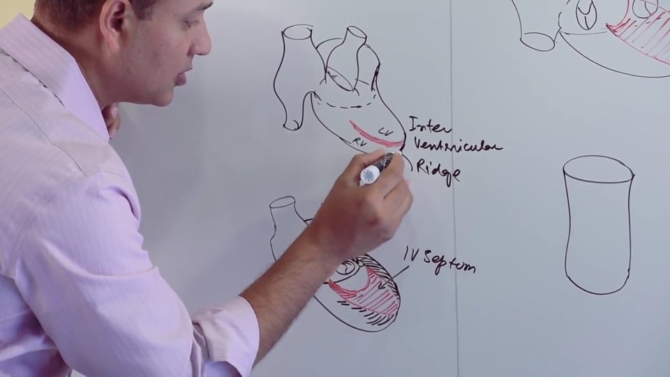 Ventricles and Aorticopulmonary Septum