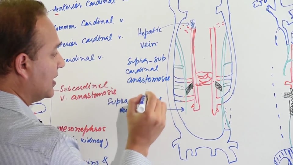 Development of the Inferior Vena Cava