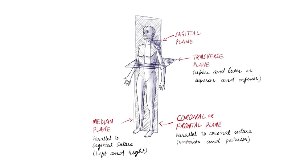 Anatomical Positions (part 1)
