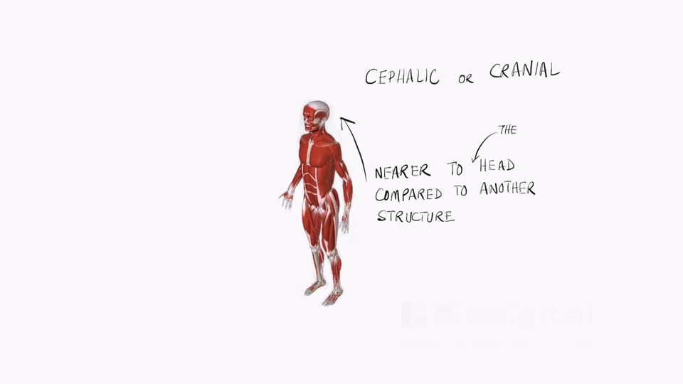 Anatomical Positions (part 2)