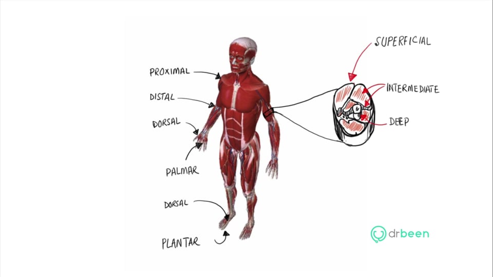 Anatomical Positions (part 3)