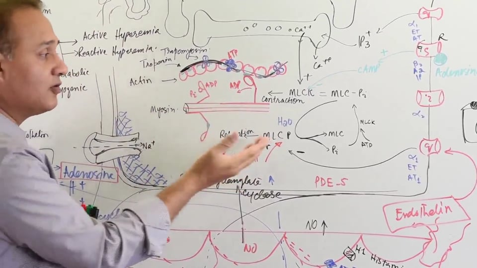 Nitric Oxide