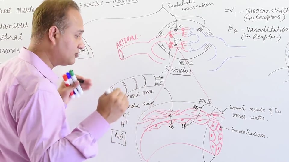 Muscle Blood Flow Regulation