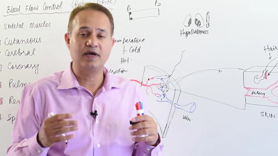 Cutaneous Blood Flow Regulation