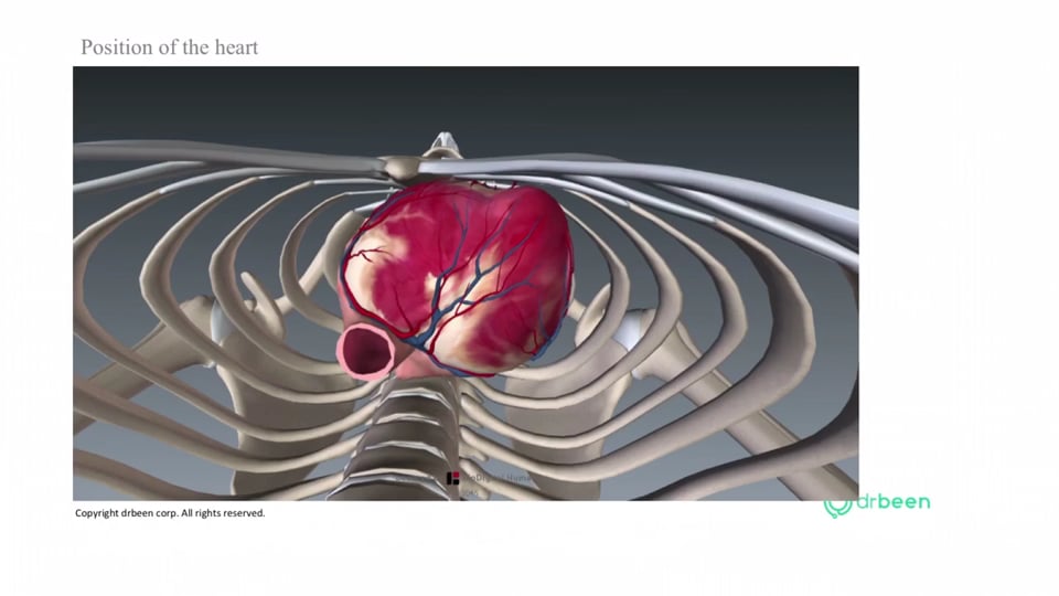 EKG Leads