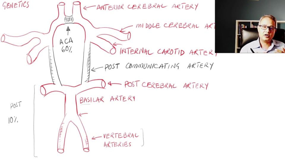 Vasculature and Perfusion of the Brain 