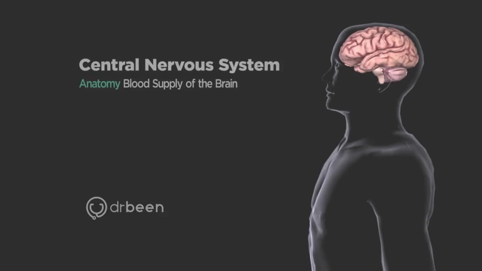 Blood Supply of the Brain